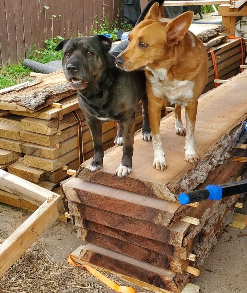 Evan and Carolina's dogs on the stacks