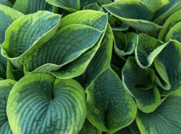 Hosta plant