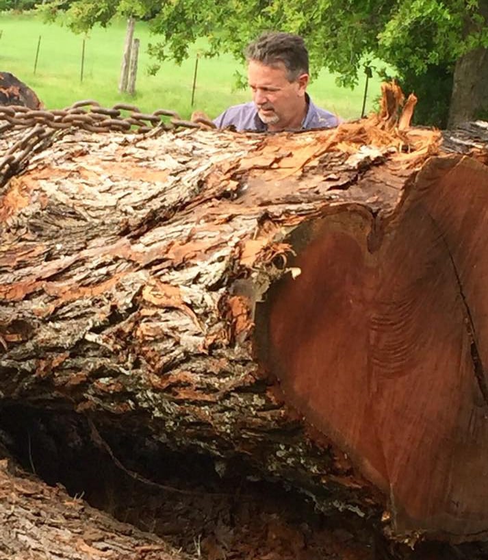 Doug Caroselli inspects one of the enormous logs he and his crew cleared from the flood-ravaged Marcos River.