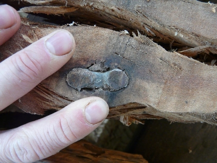 Eye Bolt Cut Twice by TimberKing 2000 Ultra Max Blade